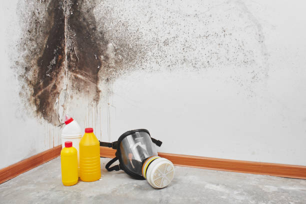 Best Attic Mold Removal  in Creola, AL