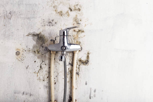 Best Local Mold Removal Service  in Creola, AL