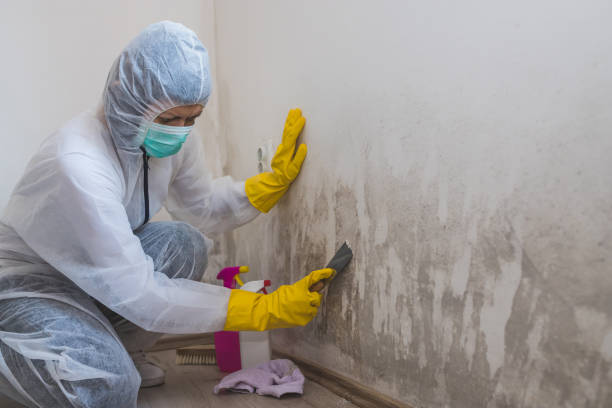 Best Certified Mold Removal  in Creola, AL