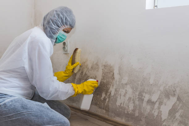 Best Commercial Mold Removal  in Creola, AL