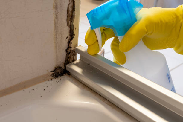 Best Home Mold Removal  in Creola, AL