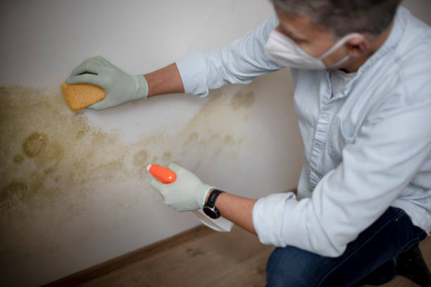 Best Professional Mold Removal  in Creola, AL