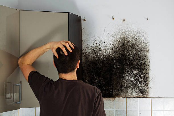 Best Fast Mold Removal  in Creola, AL