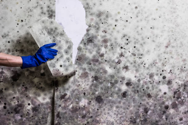 Best Affordable Mold Removal  in Creola, AL
