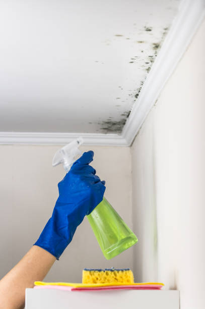 Trusted Creola, AL Mold Removal Experts