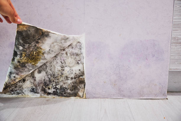 Best Same-Day Mold Removal  in Creola, AL